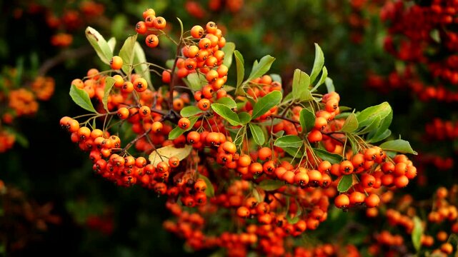scarlet firethorn, Pyracantha, red firethorn