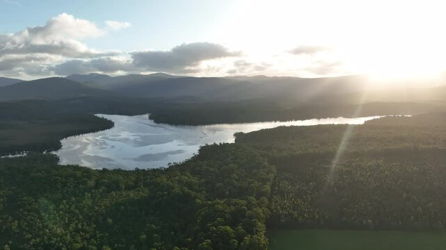 beautiful gum Trees and shrubs in the Australian bush forest. Gumtrees and native plants growing in Australia	
