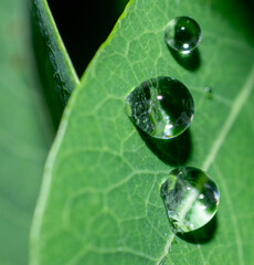 Water Droplet on Green Leaf in Stunning Macro Detail