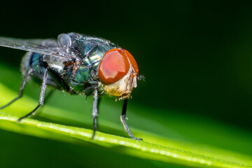 Fly Perched on Green Branch, Captured in Stunning Macro Detail