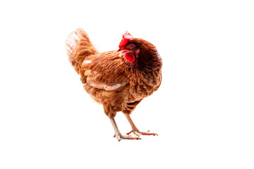 Chicken, Full body of brown chicken hen standing isolated transparent background, Laying hens farmers concept. PNG File
