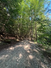 Trail in the woods