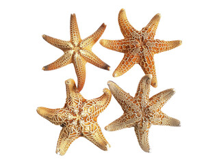 Sea star fish. Isolated PNG