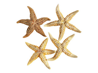 Sea star fish. Isolated PNG