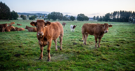 Two curious brown cows on a green meadow with the rest of the herd behind