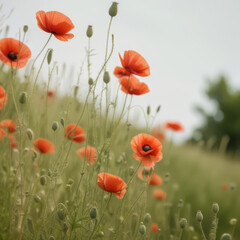 Fototapeta premium Landscape of a field with red poppies against a blue sky