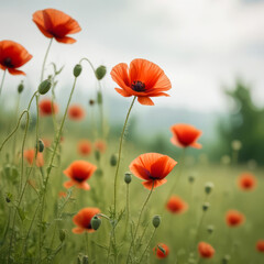 Fototapeta premium Landscape of a field with red poppies against a blue sky