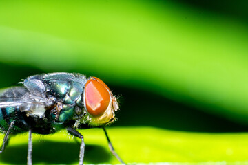 Macro Photography of Fly Resting on a Green Branch – Nature in Detail