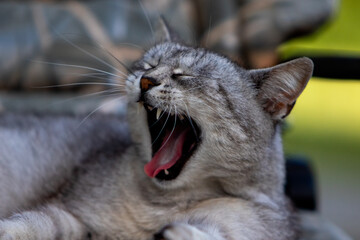 portrait of a cat