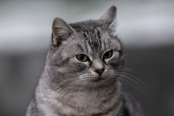 portrait of a cat