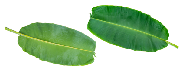 tropical banana leaf isolated on white background for design element.