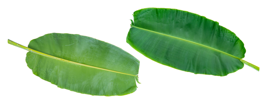 tropical banana leaf isolated on white background for design element.