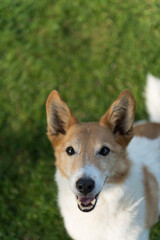 Porträt eines hübschen Mischlingshundes