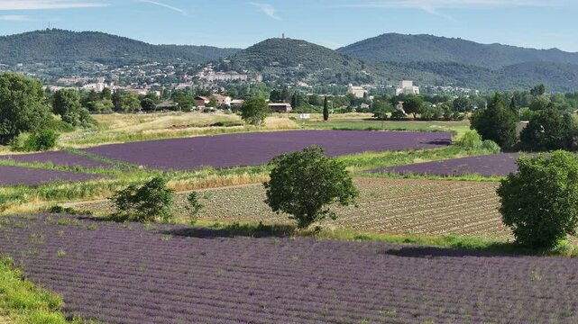 Lavande provence drone