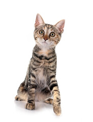 little cat in studio