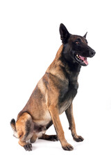 malinois in studio