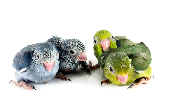 young Pacific parrotlet in studio