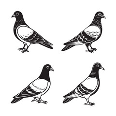 set of bird sPigeon vector illustrtio