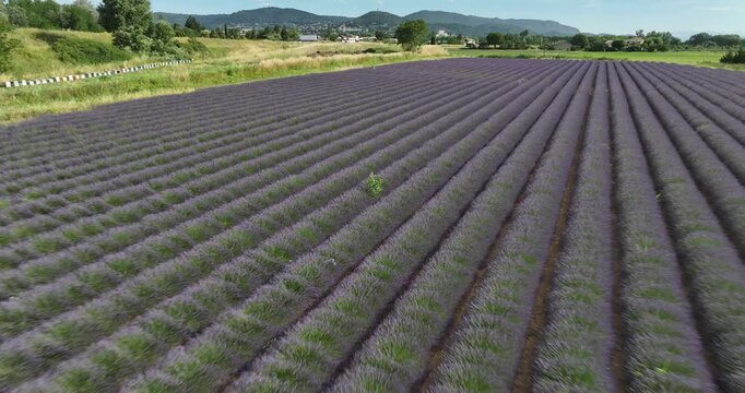 Lavande provence drone
