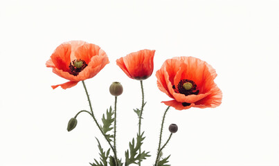 Obraz premium Three poppies bloom against a white background