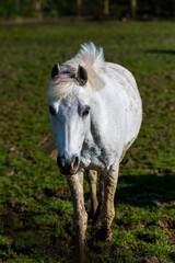 Obraz premium Portrait of a horse in the meadow