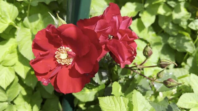 Red, Korsar, shrub