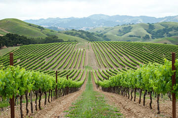 Fototapeta premium A scenic vineyard with rolling hills showcases lush green grapevines stretching across landscape, creating serene and picturesque view. gentle slopes and vibrant greenery evoke sense of tranquility an