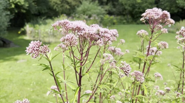 Cunegonde herb, Eupatorium, cannabinum
