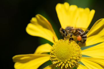 Close-up of a small honeybee searching for pollen on a yellow flower. Pollen packets can be seen on its hind legs. The background is dark.