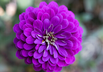 Purple Dahlia