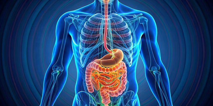 Gastrointestinal system diagram visualization