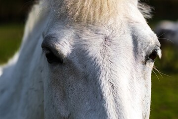 Portrait of a horse in the meadow