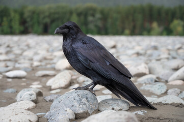 Black bird raven with sitting on the stone