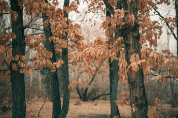 A tranquil autumn forest filled with golden leaves, showcasing the stunning beauty of nature in its...