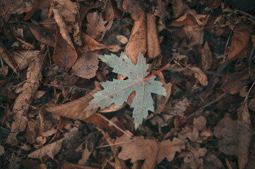 A green maple leaf stands out distinctly amid a sea of fallen autumn leaves scattered around