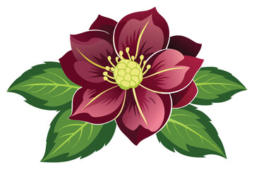 Hellebore flower vector illustration on white background