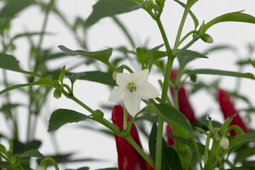 Blüte Chili