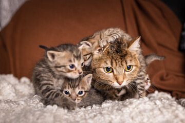 many beautiful british kittens with mother cat together on a brown background.