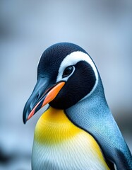 Naklejka premium close up of a penguin