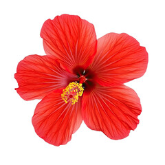 A vibrant red hibiscus flower with a yellow center, isolated against a black background.