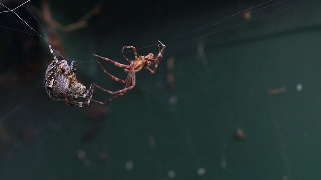 Video von der Paarung von Kreuzspinnen. Eine m&auml;nnliche Kreuzspinne will sich mit einer weiblichen paaren