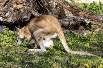 The agile wallaby mother with a little baby, Macropus agilis also known as the sandy wallaby