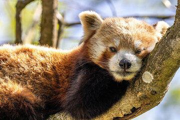 The red panda, Ailurus fulgens, also called the lesser panda.