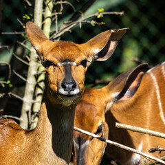 Nyala Antelope - Tragelaphus angasii. Wild life animal.