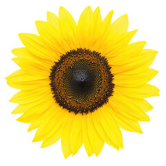 Fototapeta premium A vibrant sunflower with bright yellow petals and a dark brown center.