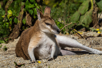 The agile wallaby mother with a little baby, Macropus agilis also known as the sandy wallaby