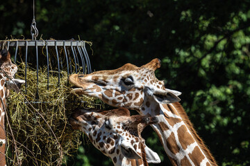 The giraffe, Giraffa camelopardalis is an African mammal © rudiernst