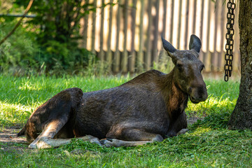 European Moose, Alces alces, also known as the elk