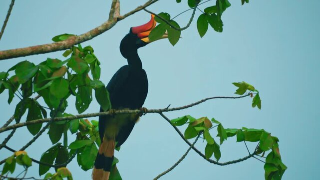 Amazing close-up of a wild hornbill rhinoceros specimen in a tree in the rainforest