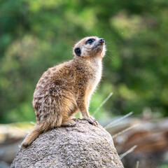 Meerkat, Suricata suricatta sitting on a stone and looking into the distance